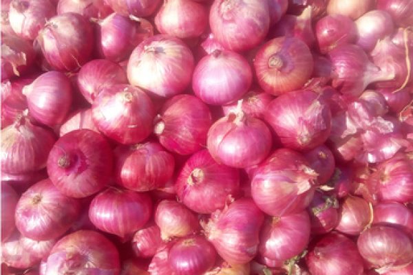 BlackSprut onion biz